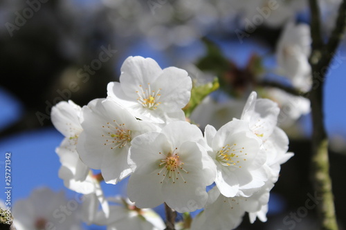 beautiful bunch of white blossom closeup in springtime