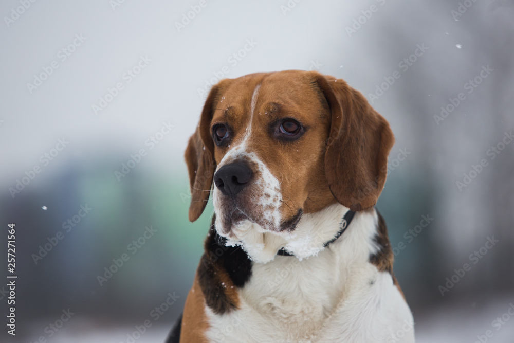 Close up portrait of a Beagle dog in winter