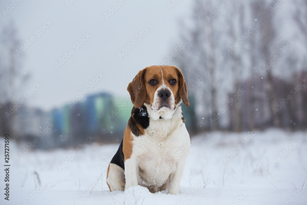 Portrait of a Beagle dog in winter, cloudy day Portrait of a Beagle dog in winter, cloudy day