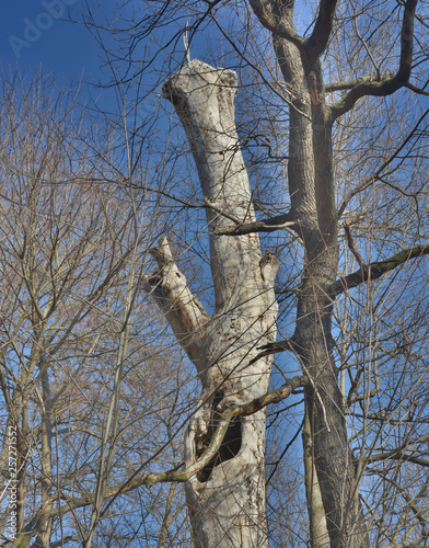 Baum mit Höhle