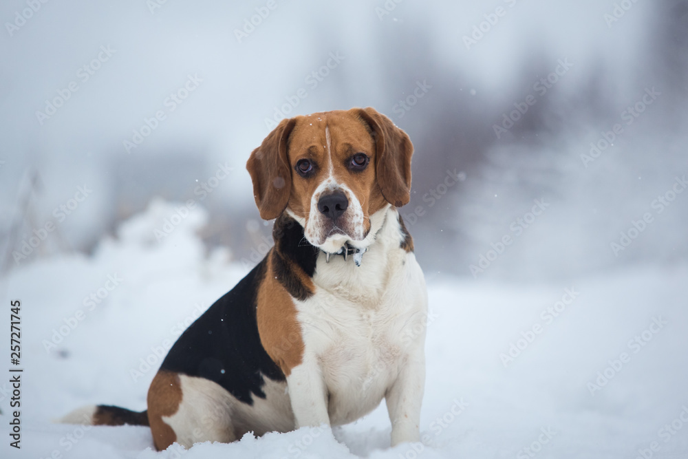 Close up portrait of a Beagle dog in winter Close up portrait of a Beagle dog in winter