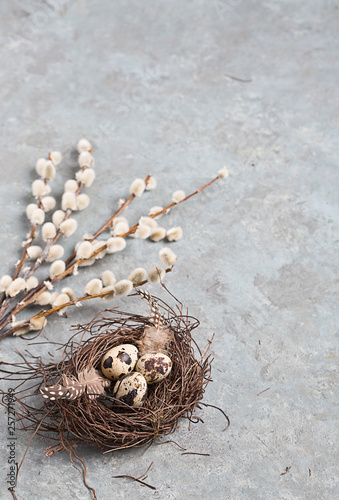 Quail Easter eggs on grey background with willow branch