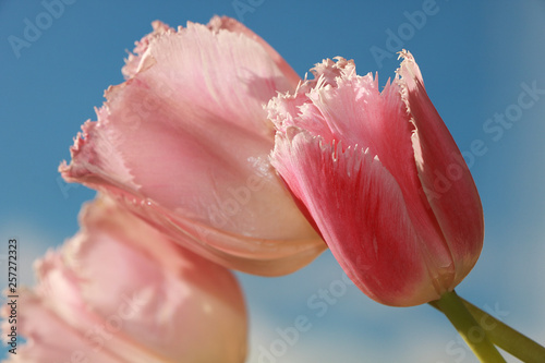 Fototapeta Naklejka Na Ścianę i Meble -  Spring flowers against the blue sky, spring has come and a new life is born