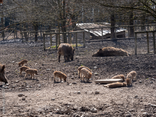 Pig family © Tim Sebastian Peters