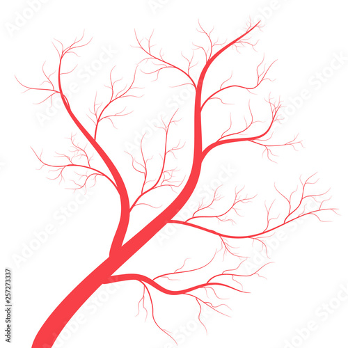 Human veins, red blood vessels design on white backgroun. Vector illustration