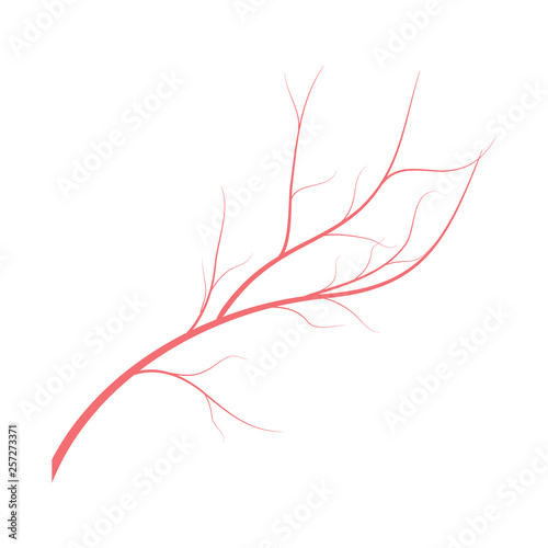 Human veins, red blood vessels design on white backgroun. Vector illustration