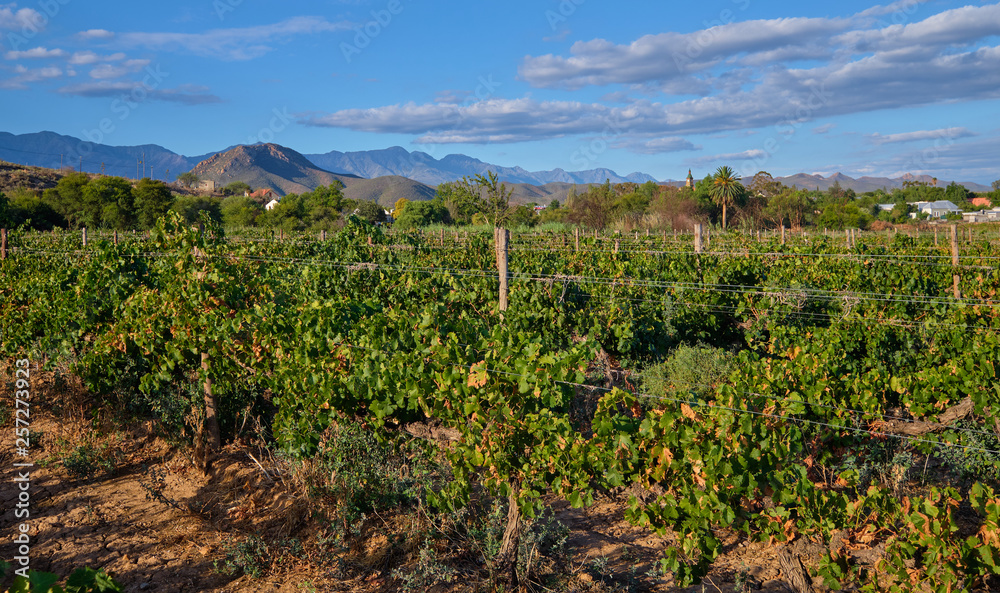Vineyard seen from street with Swarzberg mountaing range and village of Calitzdorp in background in late afternoon sun