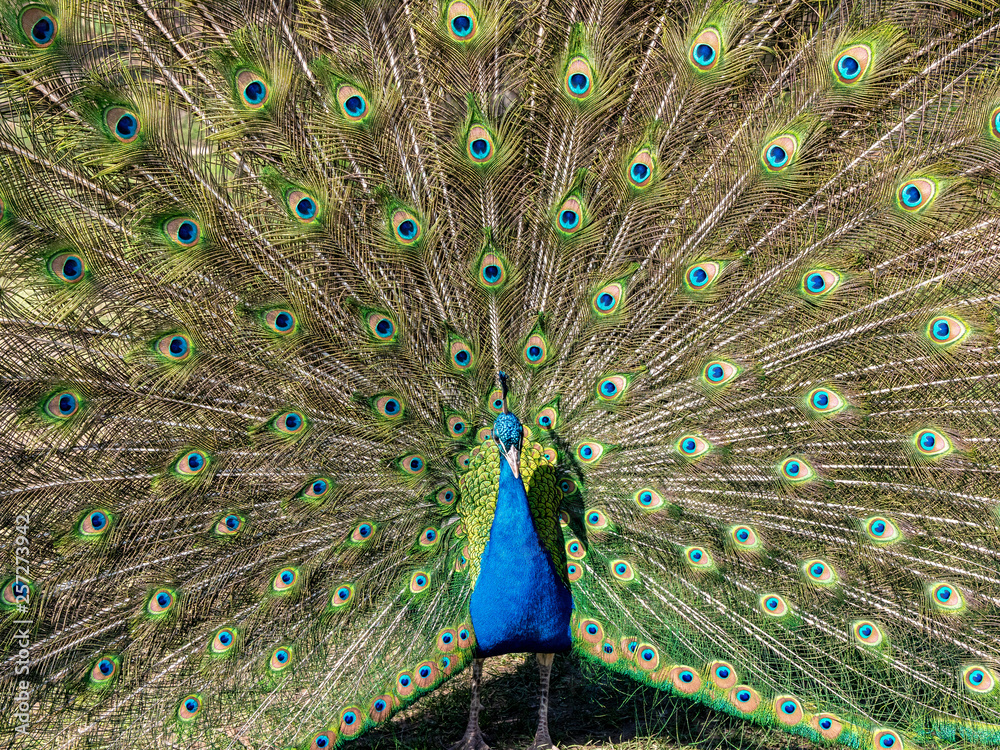 Obraz premium Peacock showing off