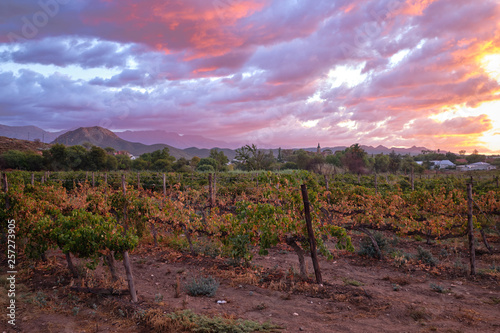 Vineyard seen from street with Swarzberg mountaing range and village of Calitzdorp in background at sunset