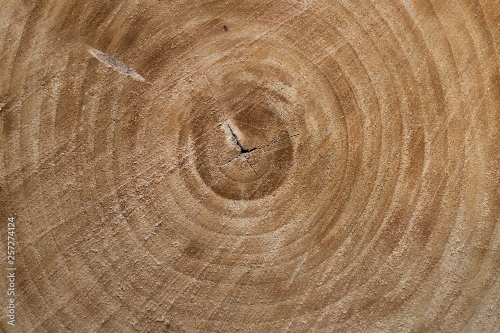 Naklejka premium texture of wood, natural structure