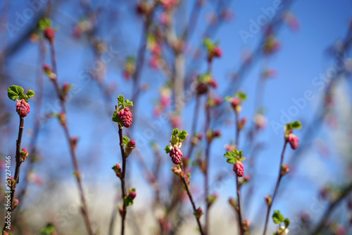 Zierjohannisbeere Blut-Johannisbeere Ribes sanguineum photo