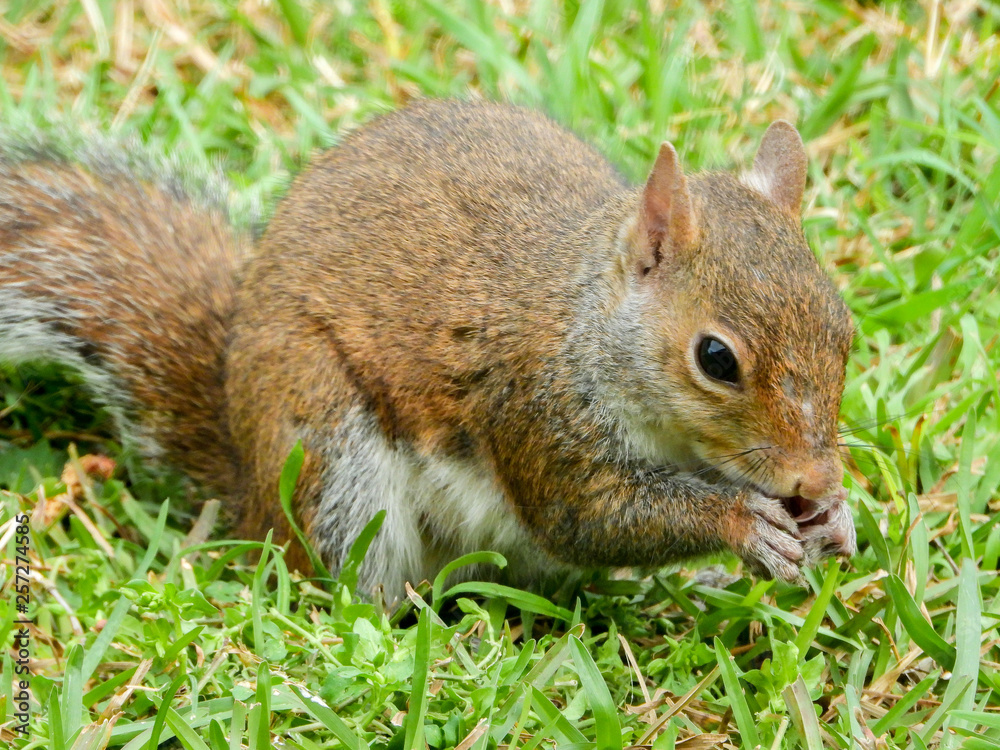 Fototapeta premium squirrel eating nut