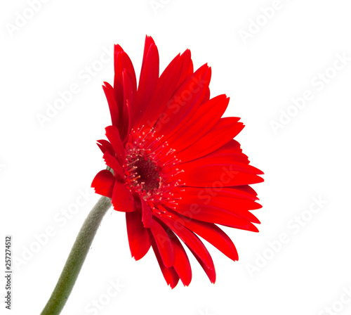 red vintage fresh gerbera flower isolated on  the white background