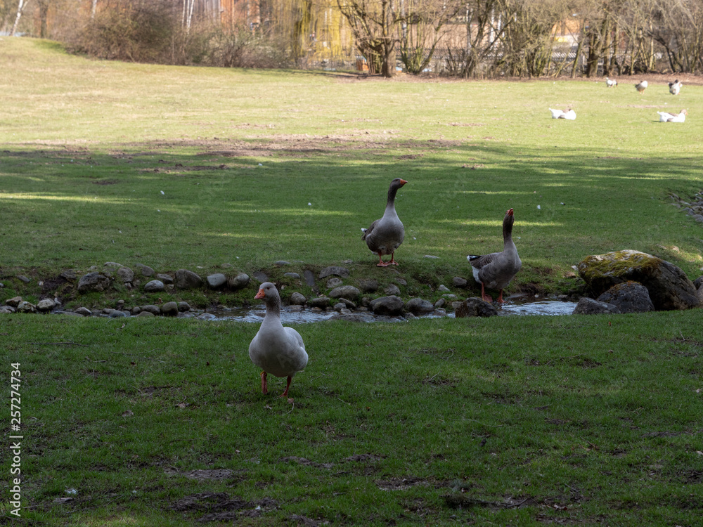 Fototapeta premium Snow goose family