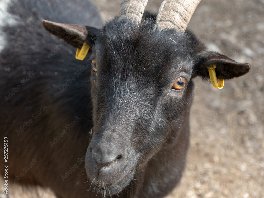 Fototapeta premium Portrait einer Ziege