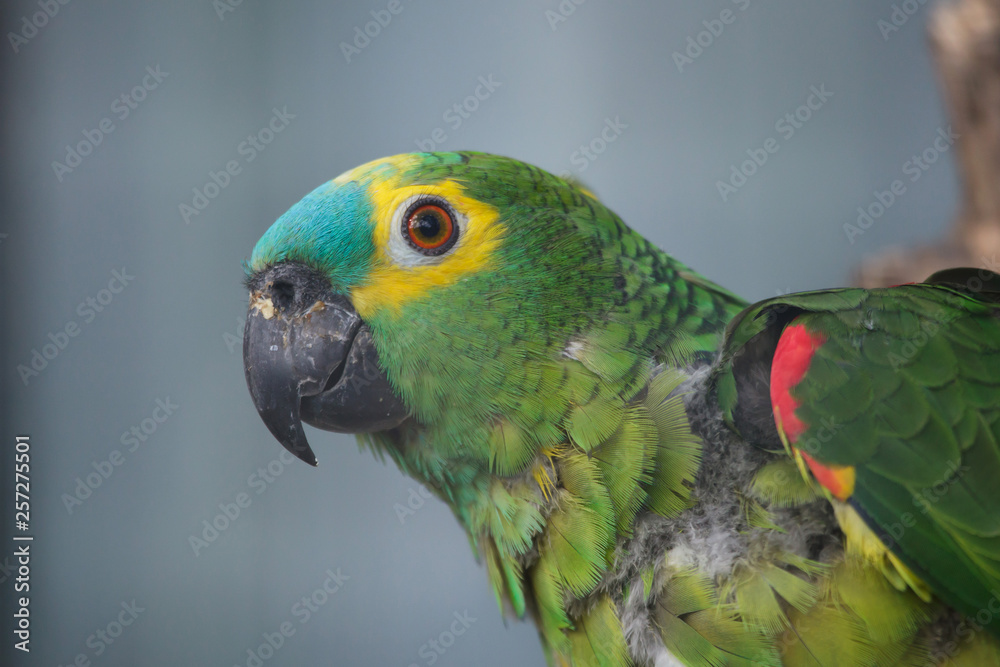 Turquoise-fronted amazon (Amazona aestiva)