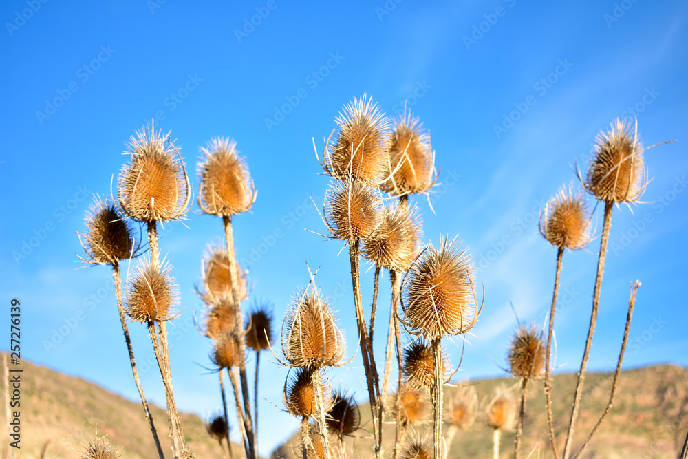 some dry brown flowers of a plant called teasel, dipsacus fullonum in latin, in a garden with a landscape and a blue sky at the background in a sunny day, Horizontal some dry brown flowers of a plant called teasel, dipsacus fullonum in latin, in a garden with a landscape and a blue sky at the background in a sunny day, Horizontal