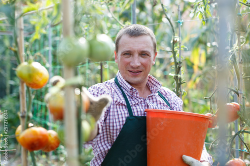 Fototapeta Man  professional horticulturist picking harvest of tomatoes to bucket in  green