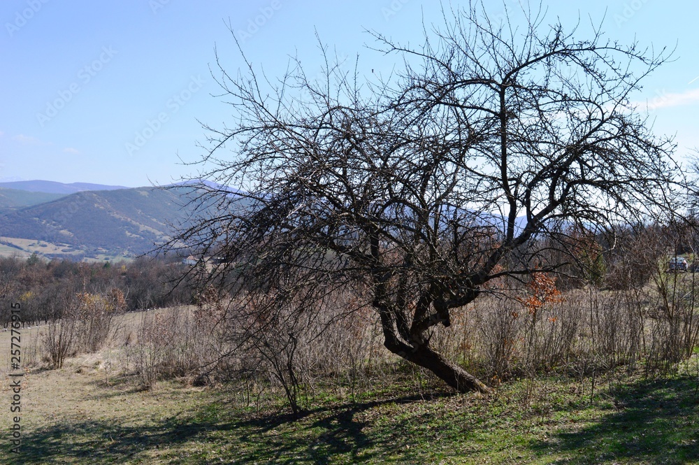a spring landscape in the village a spring landscape in the village