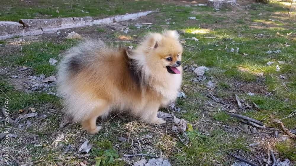 Puppy of the Pomeranian Spitz stands on the grass. Puppy of the Pomeranian Spitz stands on the grass.