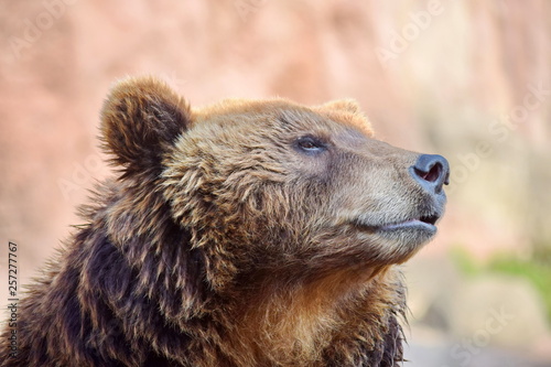 Brown Bear Ursus Arctos Beringianus Head Closeup Portrait Look