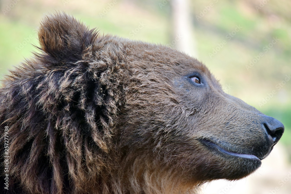 Obraz premium Brown Bear Ursus Arctos Beringianus Head Closeup Portrait Look