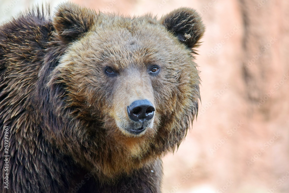 Brown Bear Ursus Arctos Beringianus Head Closeup Portrait Look Brown Bear Ursus Arctos Beringianus Head Closeup Portrait Look