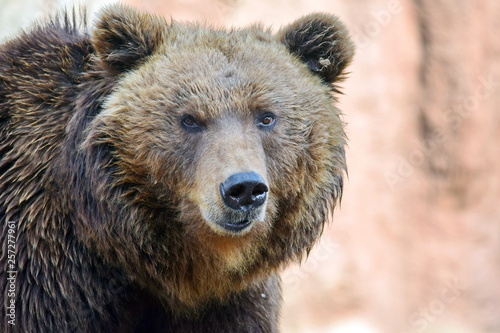Brown Bear Ursus Arctos Beringianus Head Closeup Portrait Look