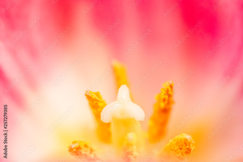 Macro view of a tulip flower 