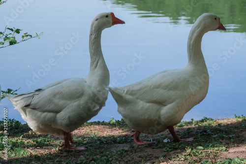 goose on green background