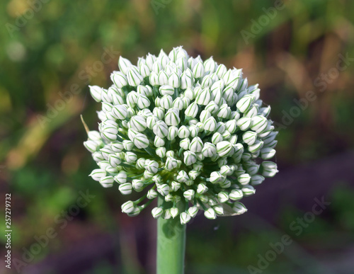 Leek blooms with white flowers on the plot