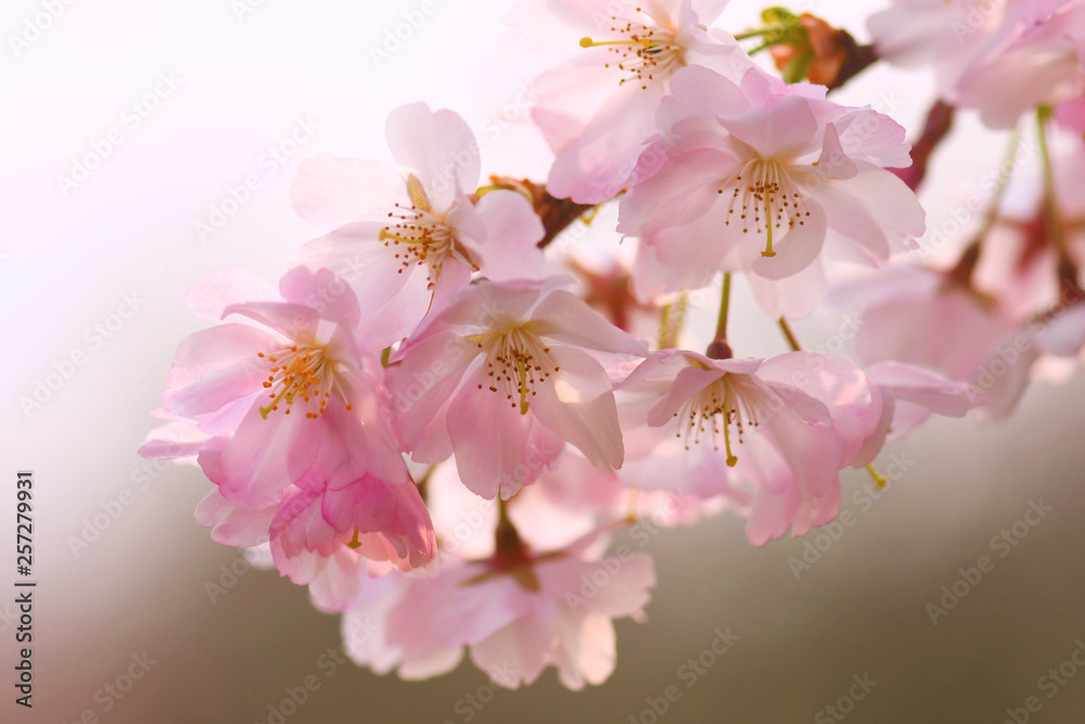 Schöner Hintergund mit Blumen Kirschblüten mit rosa Bokeh Schöner Hintergund mit Blumen Kirschblüten mit rosa Bokeh