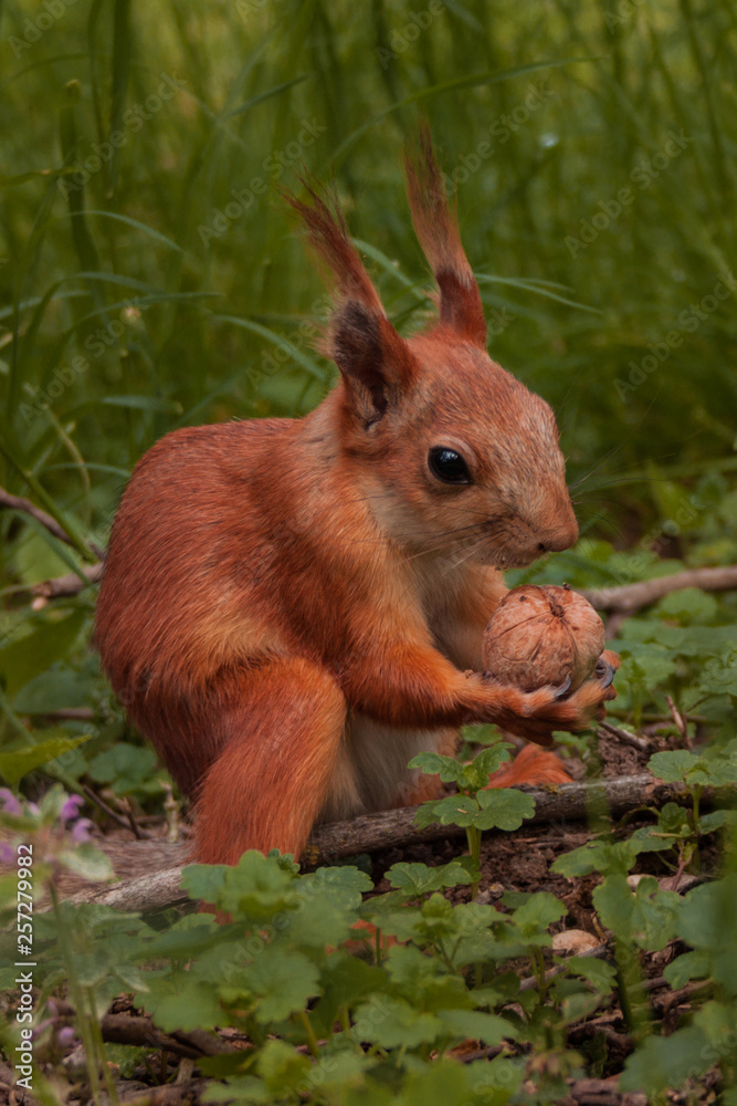 orange squirrel orange squirrel