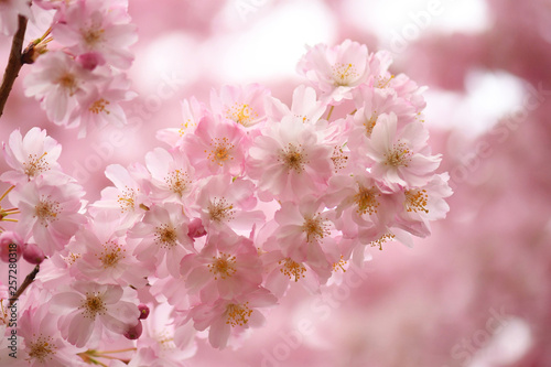 Sch  ner Hintergund mit Blumen Kirschbl  ten mit rosa Bokeh 