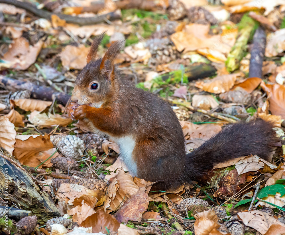 Red Squirrel Red Squirrel