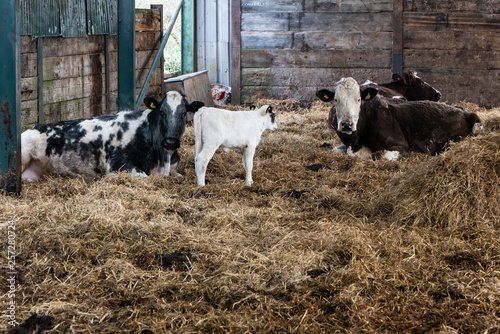 Wallpaper Mural Three cows and a white calf Torontodigital.ca