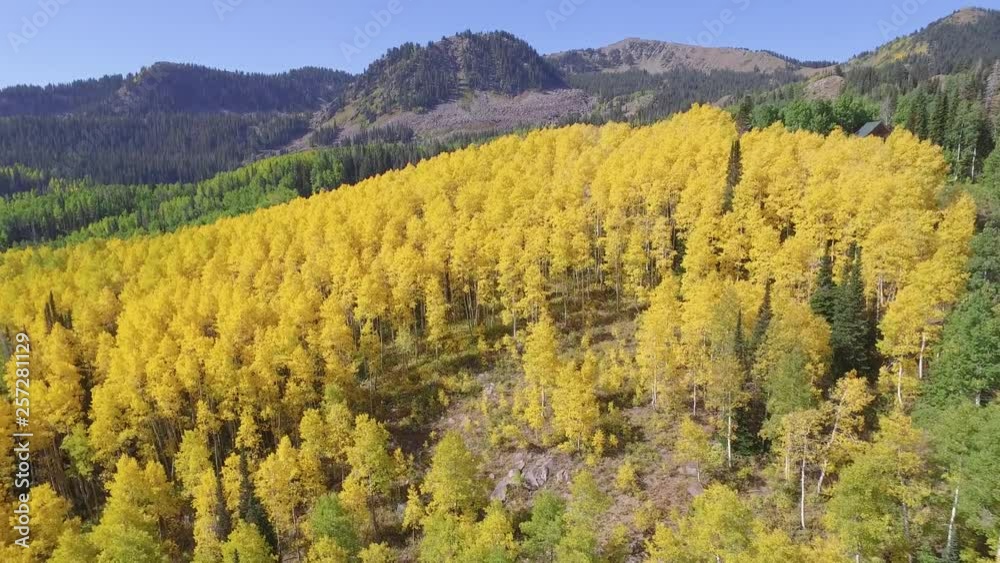 drone flies over a patch of fall trees changed yellow. In this aerial shot the drone flies over a patch of yellow aspens changed color in the autumn season in this mountain area. drone flies over a patch of fall trees changed yellow. In this aerial shot the drone flies over a patch of yellow aspens changed color in the autumn season in this mountain area.
