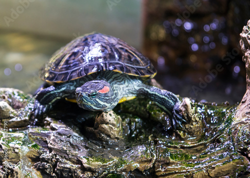 closeup of a turtle photo