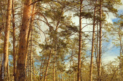 Pine forest landscape, Window view. The sun through the crowns of tree. Beautiful nature.