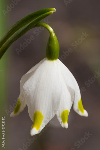 beautiful white flower Snowdrop close up macro,  First spring flower Galanthus Rivalis.