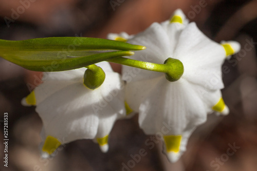 beautiful white flower Snowdrop close up, bokeh background, soft focus, First spring flower Galanthus Rivalis. Top view