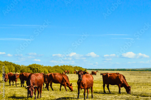 cows in the field