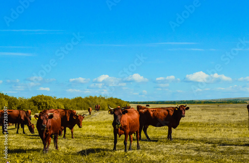 cows in the field © Julia Kulakova