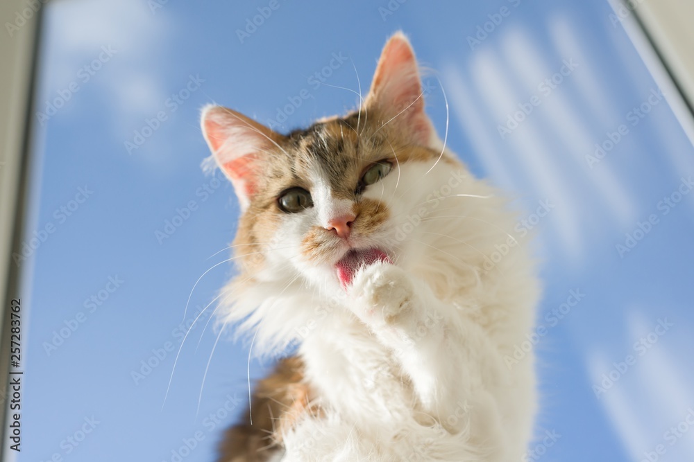 Tricolor cat tongue sticking out with foot lying on the windowsill, background blue sky. Tricolor cat tongue sticking out with foot lying on the windowsill, background blue sky.