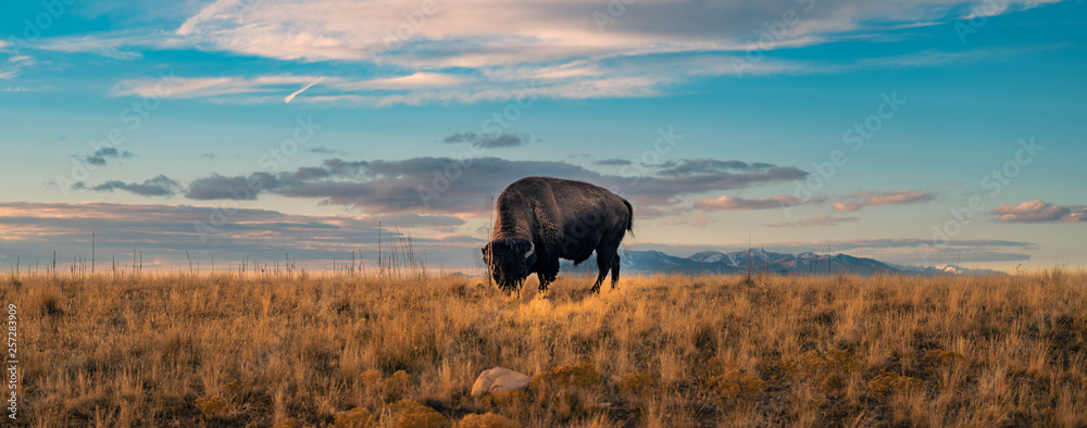 Fototapeta premium Buffalo Panorama Wildlife