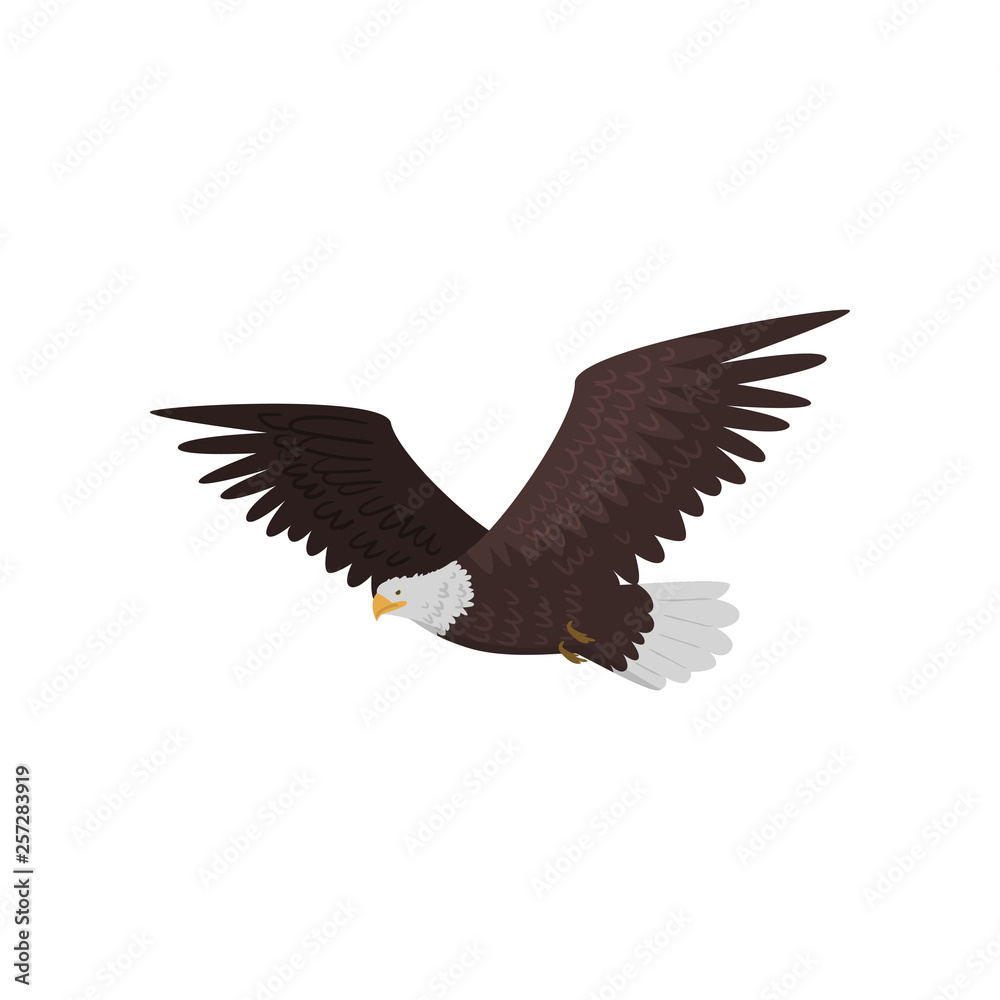 Flying bald eagle with large wings isolated on white background Flying bald eagle with large wings isolated on white background