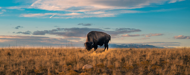 Fototapete Bison Büffel Panorama in freier Wildnis  © Christian