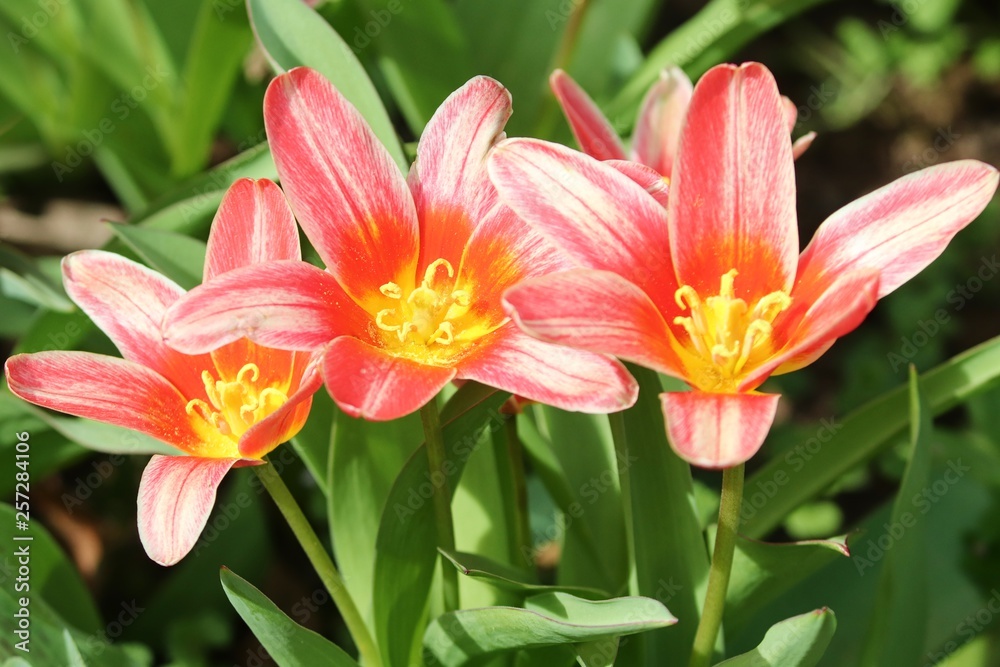 rötliche offene Blüten der Tulpe rötliche offene Blüten der Tulpe