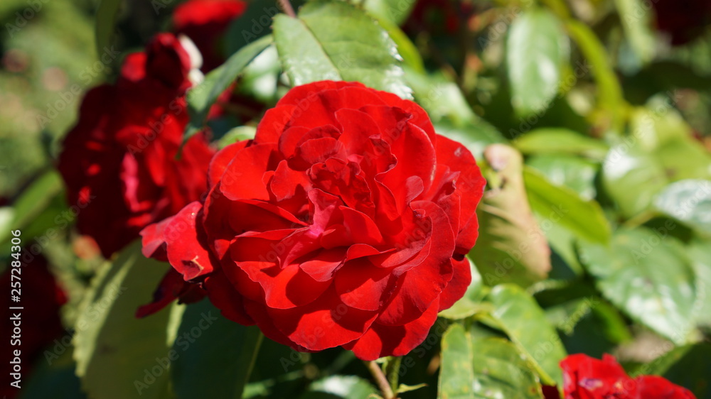 red rose in garden red rose in garden