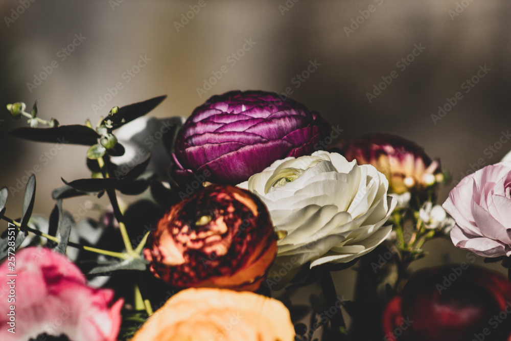 Beautiful purple and white ranunculus macro or close up; outdoor flowers. Beautiful purple and white ranunculus macro or close up; outdoor flowers.